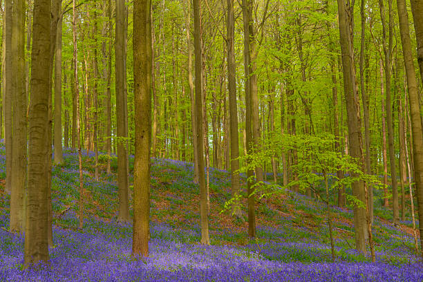 Springtime has arrived in the English countryside and here we see footpath running through a beautiful bluebell wood.