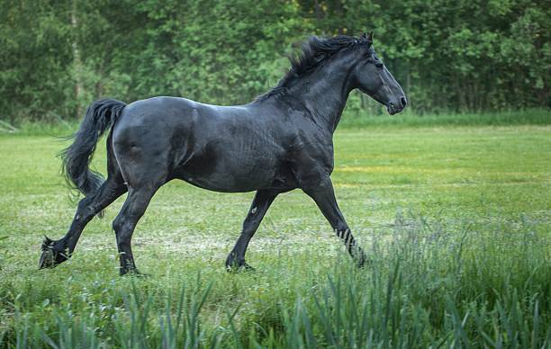 istock Grazing and running horses in a meadow surrounded by trees. 2211576818