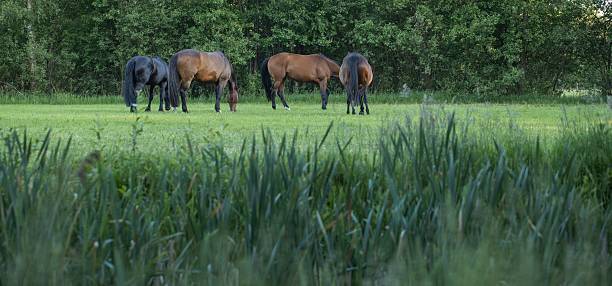 Sorrel Horse
