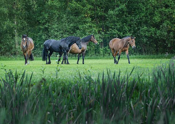 Horses grazing in a lush green field under a bright sky, showcasing rural tranquility.