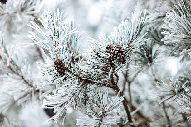 istock Pine cone on a branch in winter. Frost on pine needles. Winter background 2211577602