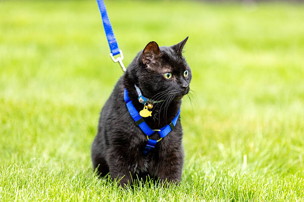 istock Black Cat on Leash Sitting In Grass Looking Around 2211577768