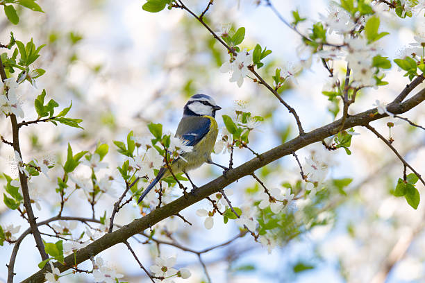 istock Blue tit perched on a blooming cherry branch in spring garden 2211581860