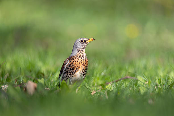 istock Fieldfare thrush standing in green gras 2211581891