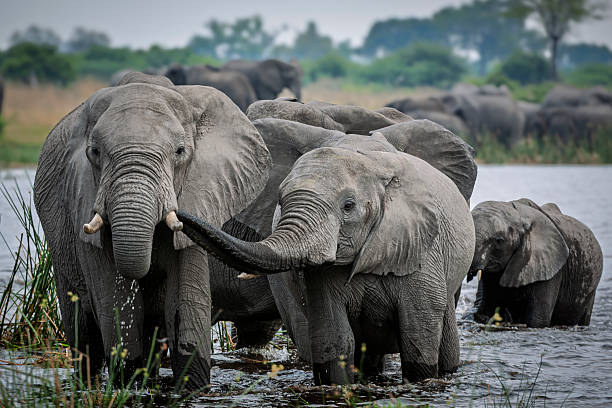 istock Image Number 448382. African bush elephant (Loxodonta africana) herd drinking at a waterhole. Selinda. Okavango Delta. Botswana 2211582980