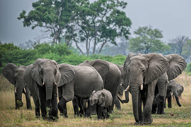 istock Image Number 448374. African bush elephant (Loxodonta africana) herd. Selinda. Okavango Delta. Botswana 2211582982