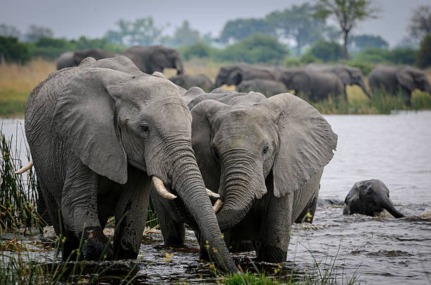 istock Image Number 448387. African bush elephant (Loxodonta africana) herd drinking at a waterhole. Selinda. Okavango Delta. Botswana 2211582983