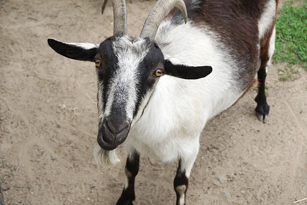 istock close up on goat raised in the farm 2211583526