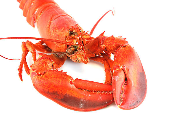 istock single cooked red lobster isolated on white background 2211584106