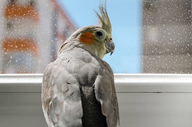 Grey cockatiel standing by the window.
