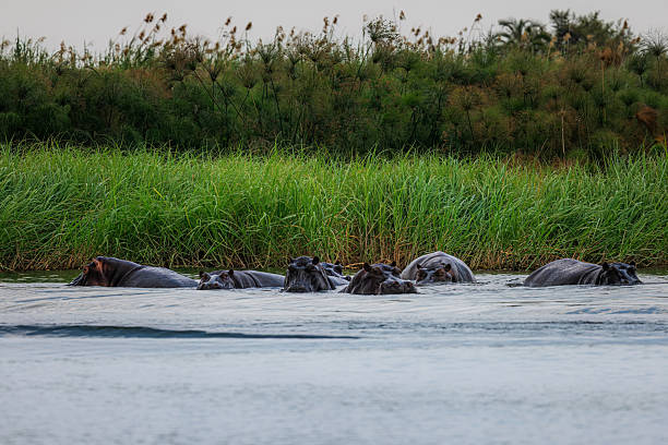 istock Hippos Submerged in a River 2211584922