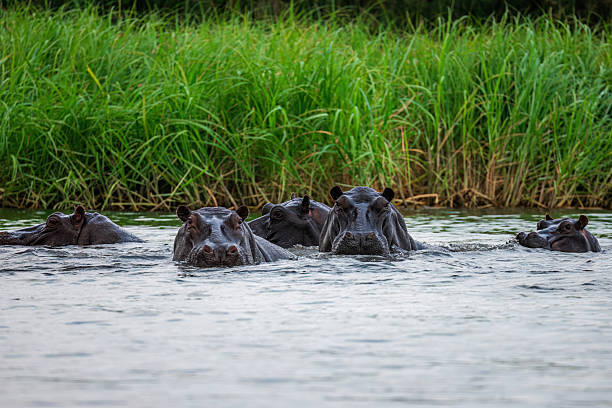 istock Hippos Submerged in a River 2211584959