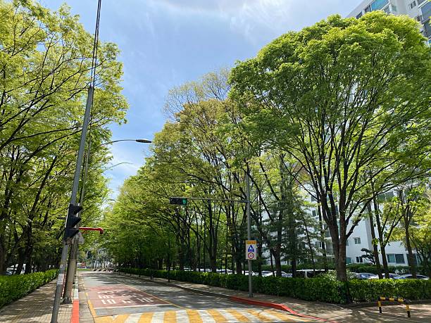 istock green leaves in Spring_5 2211588324