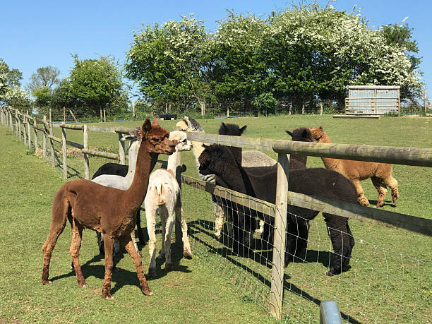 istock Shorn Alpacas Talking To Non Shorn Alpacas, Northamptonshire, England 2211588334