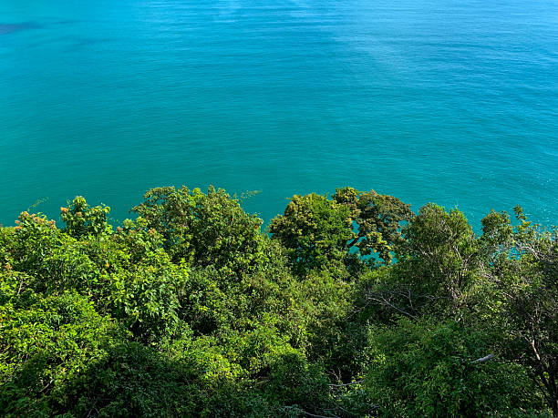 A breathtaking panoramic view of a lush tropical green forest perched on a high cliff, overlooking the vast, crystal-clear blue ocean. The vibrant greenery contrasts beautifully with the turquoise sea below, creating a serene and exotic landscape. Sunlight filters through the clouds, casting a golden glow on the treetops and ocean waves. Ideal representation of untouched nature, coastal beauty, and tropical wilderness.