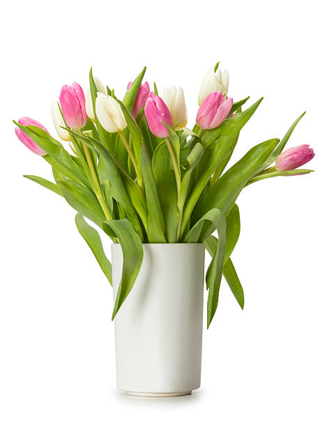 istock Tulips bouquet  in vase isolated 2211588563