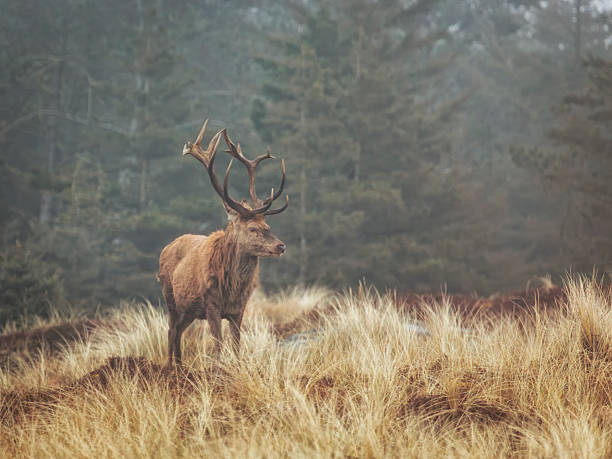 istock Red deer - Cervus elaphus - stag at Vejers forest, Dnemark 2211589328
