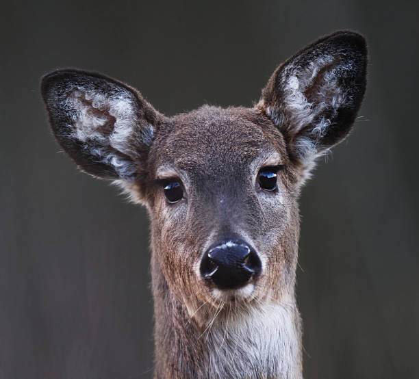 istock White-tailed deer (Odocoileus virginianus) female closeup in spring. 2211590889