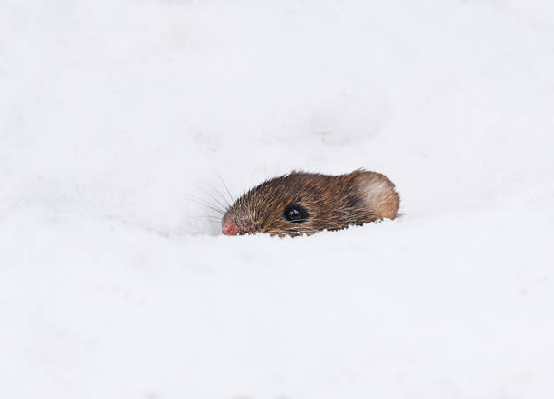 istock Bank vole (Myodes glareolus) peeking from a hole in the snow. 2211591030
