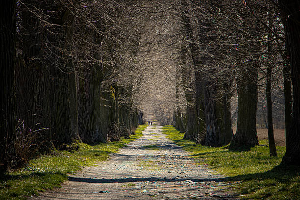 Stony path in an alley with trees without leaves