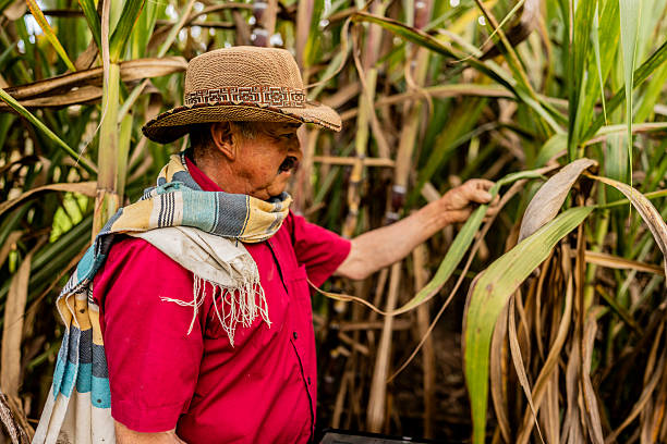 istock Farmer examining sugarcane plants on a farm 2211593983