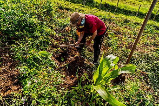 A retired man digs potatoes with a shovel in a vegetable garden in summer on a sunny day - horizontal photo.