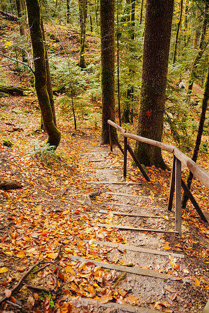 istock A wooden steps in the autumn forest. 2211594103
