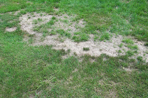 istock lawn in bad condition and need maintaining 2211594941