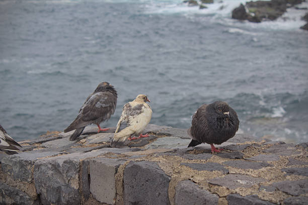 Pigeons on a rocky fence during cold windy day close up view, Canary Island, Spain