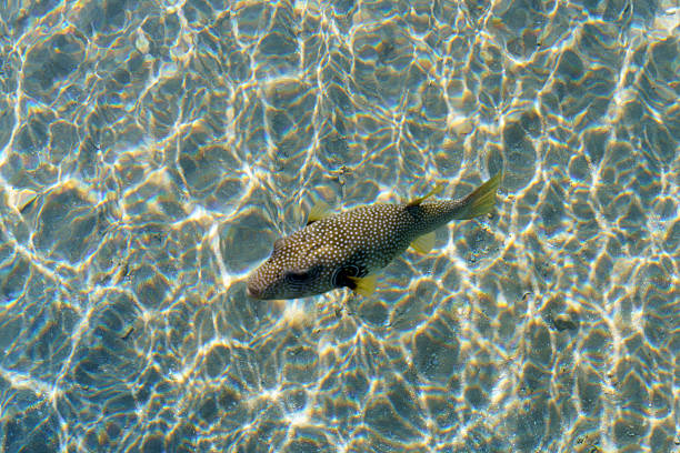 A fish is swimming in the water. The water is clear and calm. The fish is small and has a black and yellow pattern