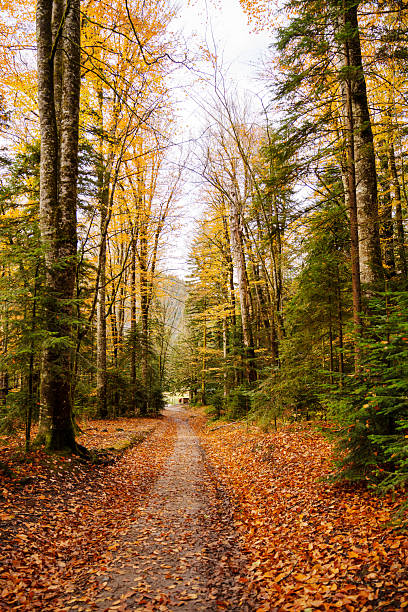 istock A path covered with autumn leaves between trees in the forest. 2211596601