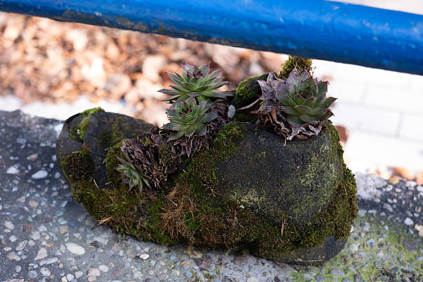 Mossy Shoe Planter with Succulents Old moss-covered shoe used as a creative planter for succulents, blending nature and urban textures in a unique upcycling idea. plastination photos stock pictures, royalty-free photos & images