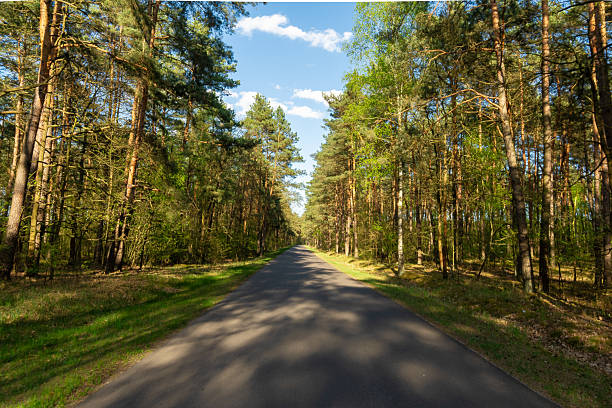 A narrow rural road cutting through a dense pine woodland in early summer, with fresh green foliage and bright daylight illuminating the scene.