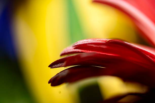 Transvaal Daisy in a Bouquet