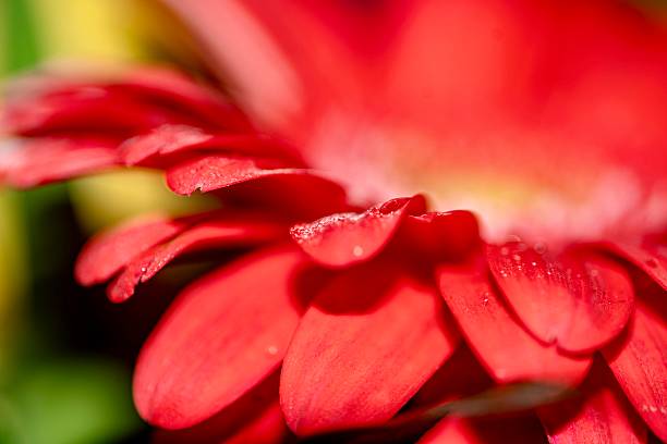 istock Transvaal Daisy in a Bouquet 2211597557