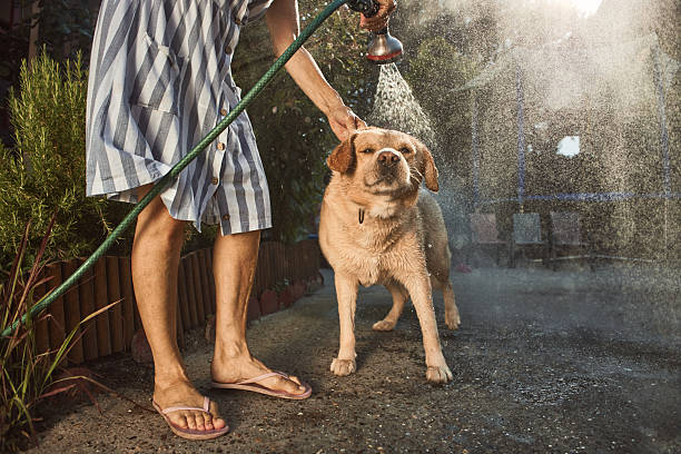 istock Oh, not again! Beautiful Labrador retriever dog doesn't enjoy water refreshment 2211598282