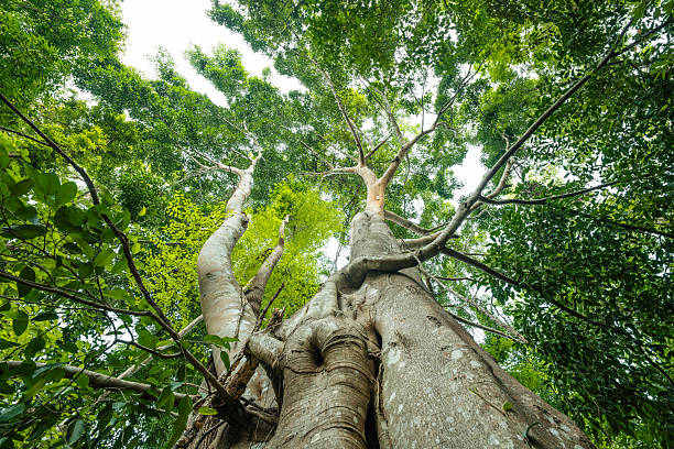 istock Trees from the bottom corner, forest and carbon reduction concept for sustainable environment 2211598731