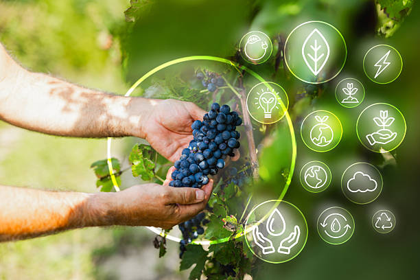 istock Sustainable harvest: picking red grapes with respect for the environment 2211601569