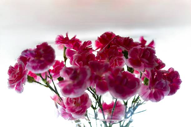 A vibrant and delicate bouquet of fresh pink carnations on a white background. Plush, velvety petals and lush greenery create a natural, elegant composition.