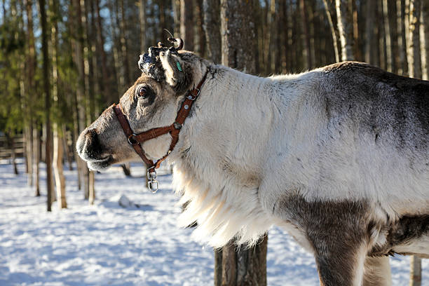 Holidays in Rovaniemi