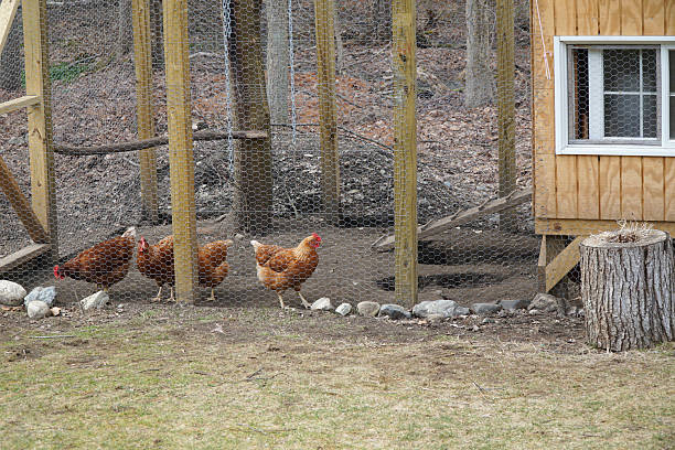istock chicken coop in back yard in residential area 2211603044
