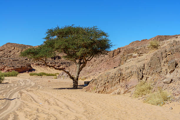 A tree is standing in a desert with a blue sky above it. The scene is peaceful and serene, with the tree providing a sense of life and hope in the otherwise barren landscape