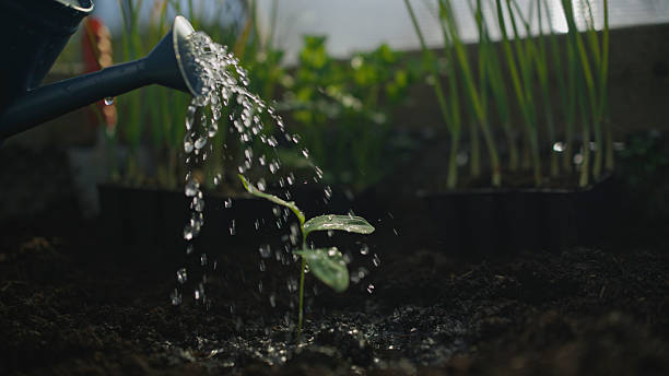 istock Young Seedling in Raised Garden Bed Being Gently Watered with a Watering Can 2211606352
