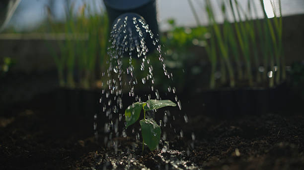 istock Young Seedling in Raised Garden Bed Watered with Water Can Under Soft Sunlight 2211606363