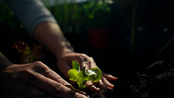 istock Hands Planting Fresh Lettuce Seedlings in a Raised Garden Bed Under Soft Light 2211606376