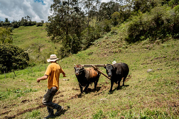 Farmer carrying cattle by rope at farm in Junin, Cundinamarca, Colombia
