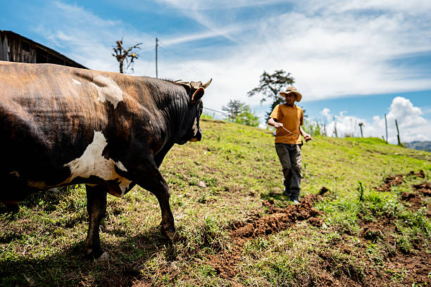 Farmer carrying cattle by rope at farm