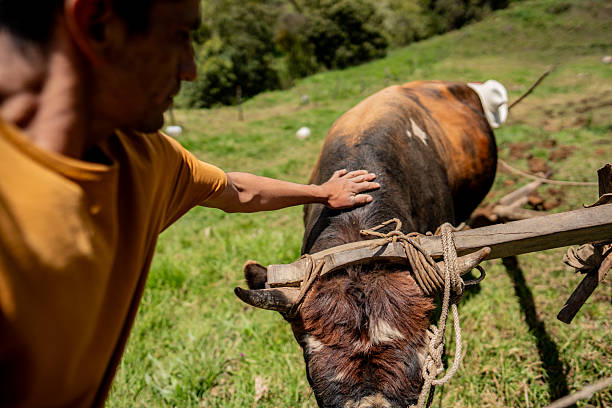 Farmer carrying cattle by rope at farm