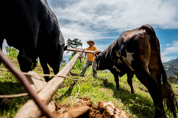 Farmer carrying cattle by rope at farm in Junin, Cundinamarca, Colombia