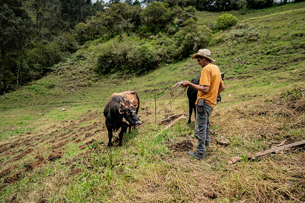 Farmer carrying cattle by rope at farm